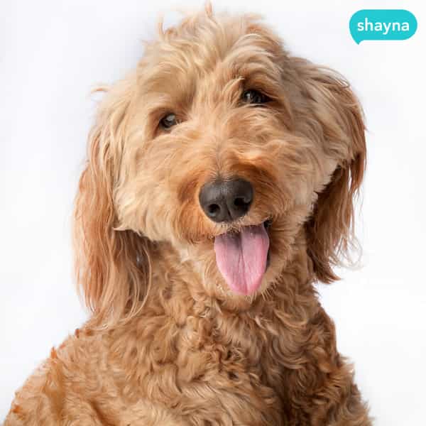 shayna - foto perro