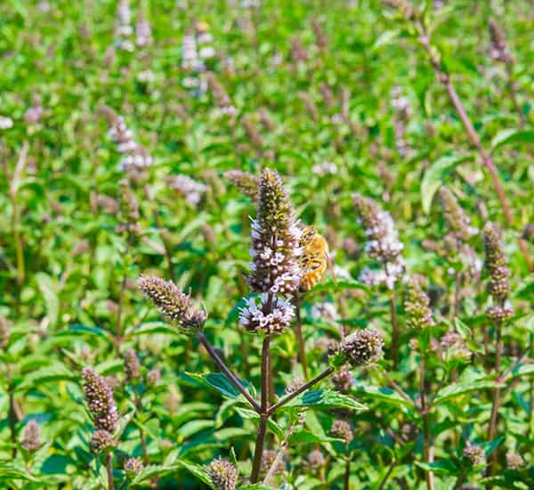 un dentífrico con menta real